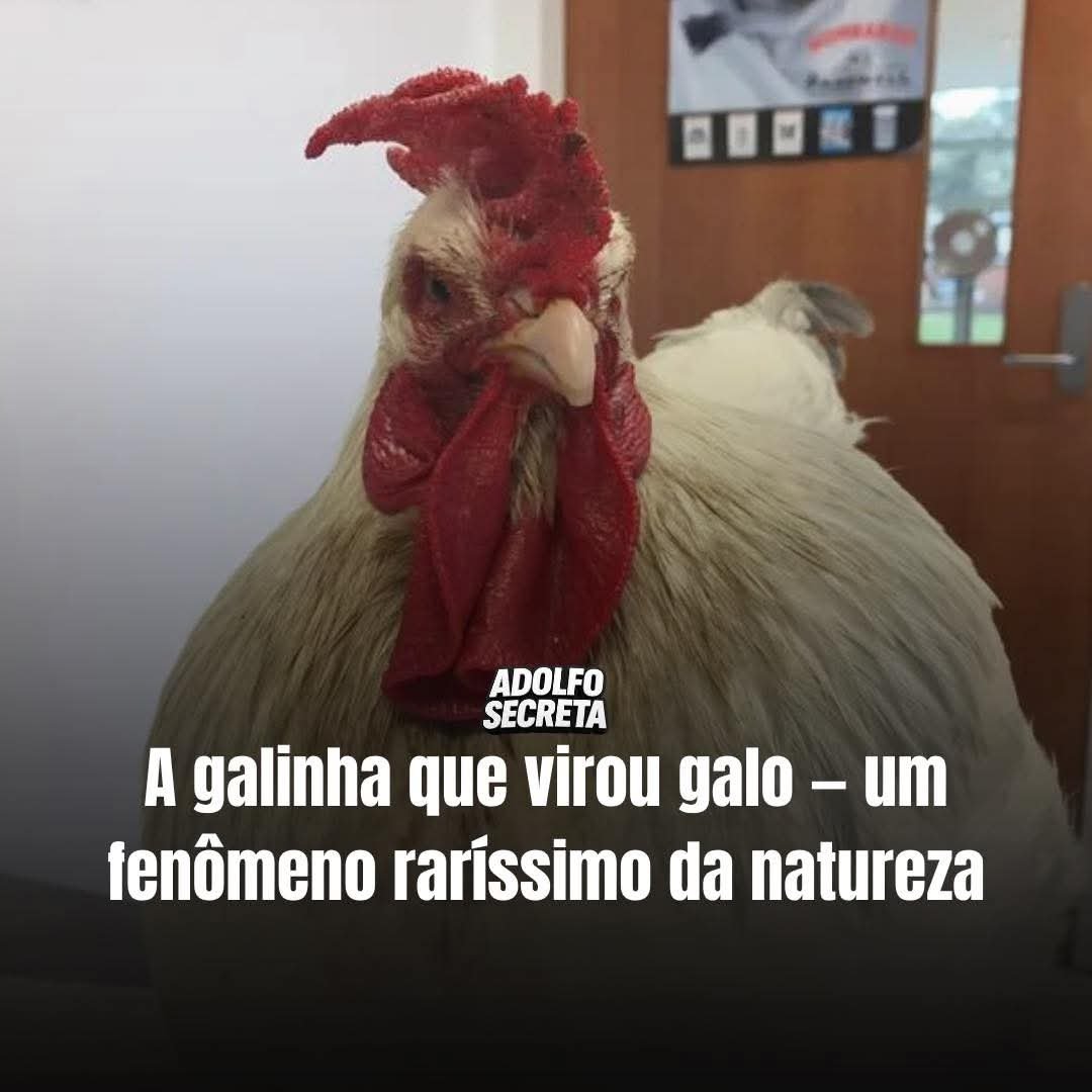 APÓS BOTAR OVO GALINHA VIRA GALO NO RIO GRANDE DO SUL!